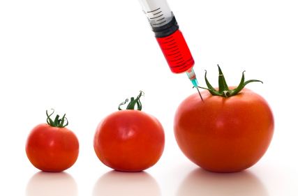 pomidory-gmo.jpg